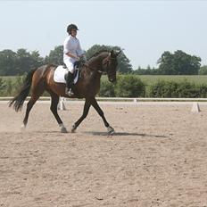 Trakehner Sato San Skovmosegaard