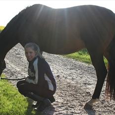 Trakehner Sato San Skovmosegaard