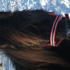 Anden særlig race Tulle