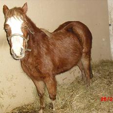 Welsh Partbred (Sec F) Benborgs Kira