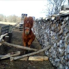 Anden særlig race Anemonne