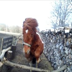 Anden særlig race Anemonne