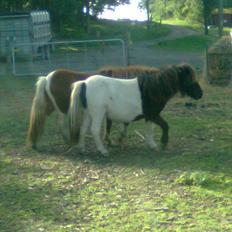 Anden særlig race tinka