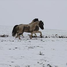 Islænder Gammur fra Hæli