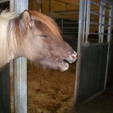 Islænder Gammur fra Hæli