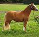 Welsh Partbred (Sec F) Benborgs Kira