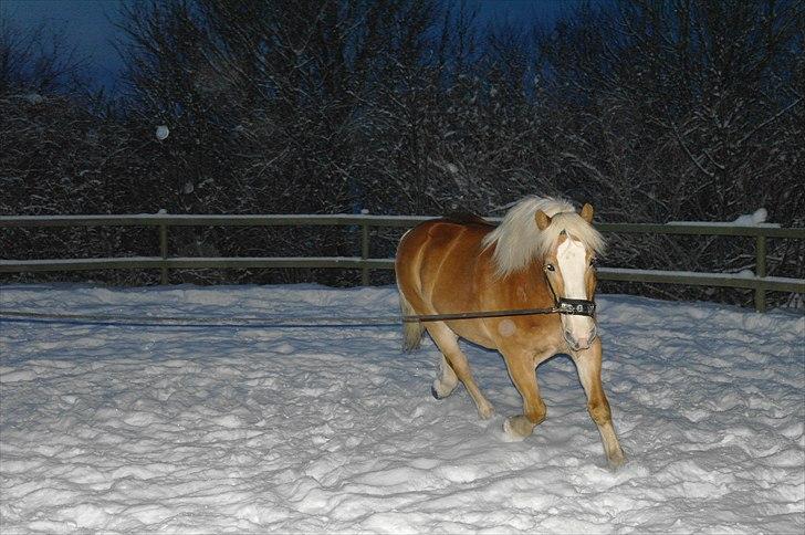 Haflinger Wi-Quartz billede 11