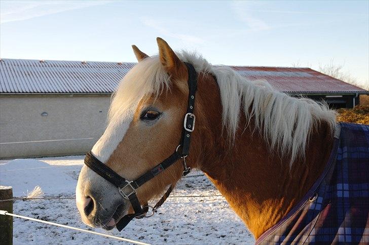 Haflinger Wi-Quartz billede 12