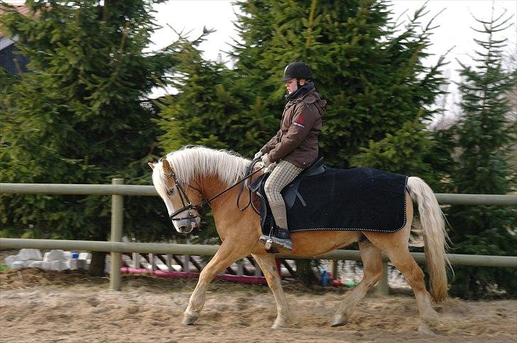 Haflinger Wi-Quartz billede 13