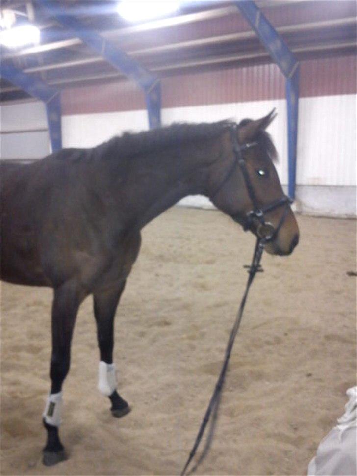 Fuldblod (XX) Cane Sugar xx billede 1