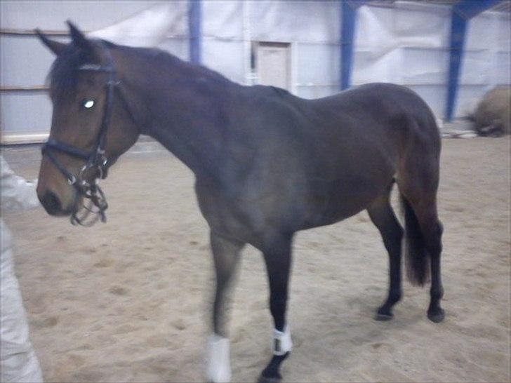 Fuldblod (XX) Cane Sugar xx billede 2