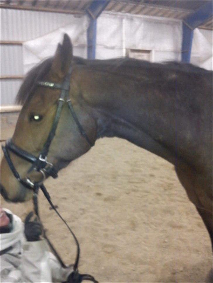 Fuldblod (XX) Cane Sugar xx billede 3