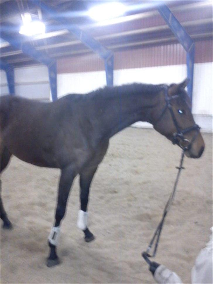 Fuldblod (XX) Cane Sugar xx billede 4