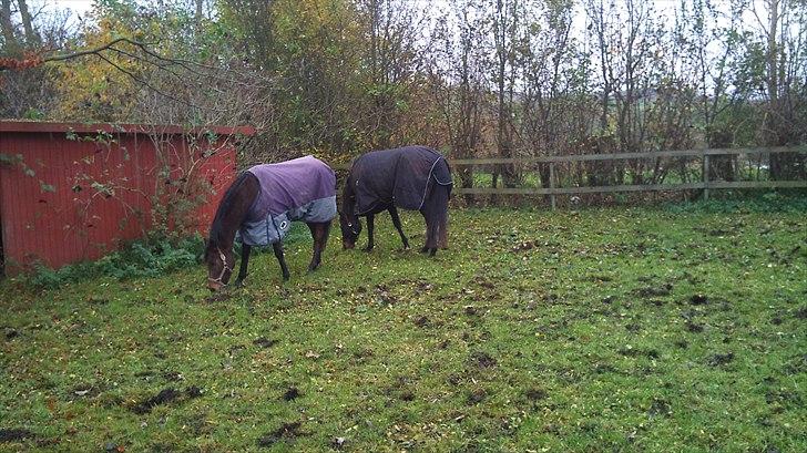 Fuldblod (XX) Cane Sugar xx billede 5