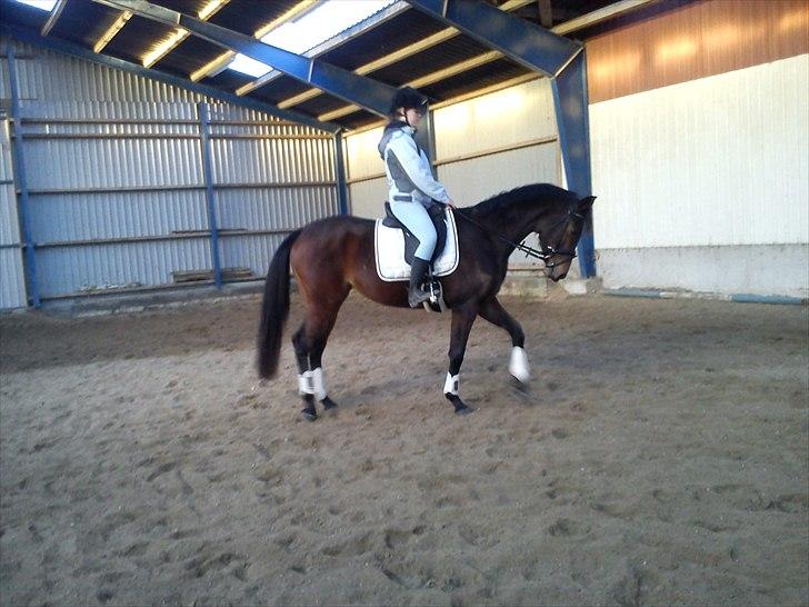 Fuldblod (XX) Cane Sugar xx billede 6