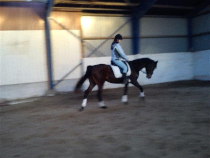 Fuldblod (XX) Cane Sugar xx billede 7