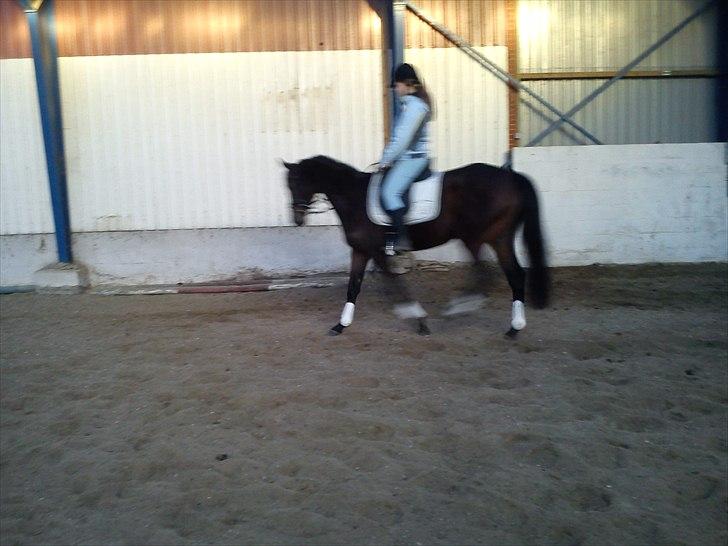 Fuldblod (XX) Cane Sugar xx billede 8