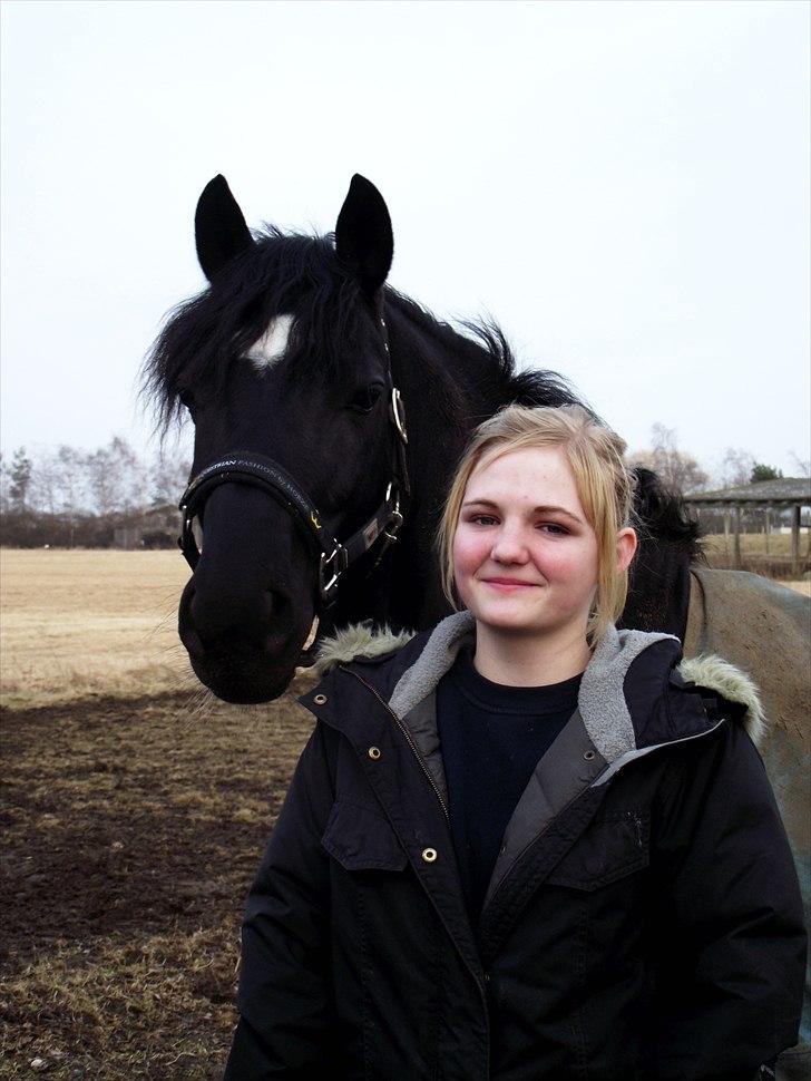 Welsh Cob (sec D) Fronerthig Young King billede 17