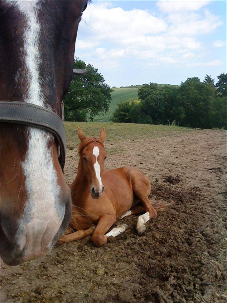 Anden særlig race Charlatan <3 - Jeg ligger lige og sover mor ;-) billede 2