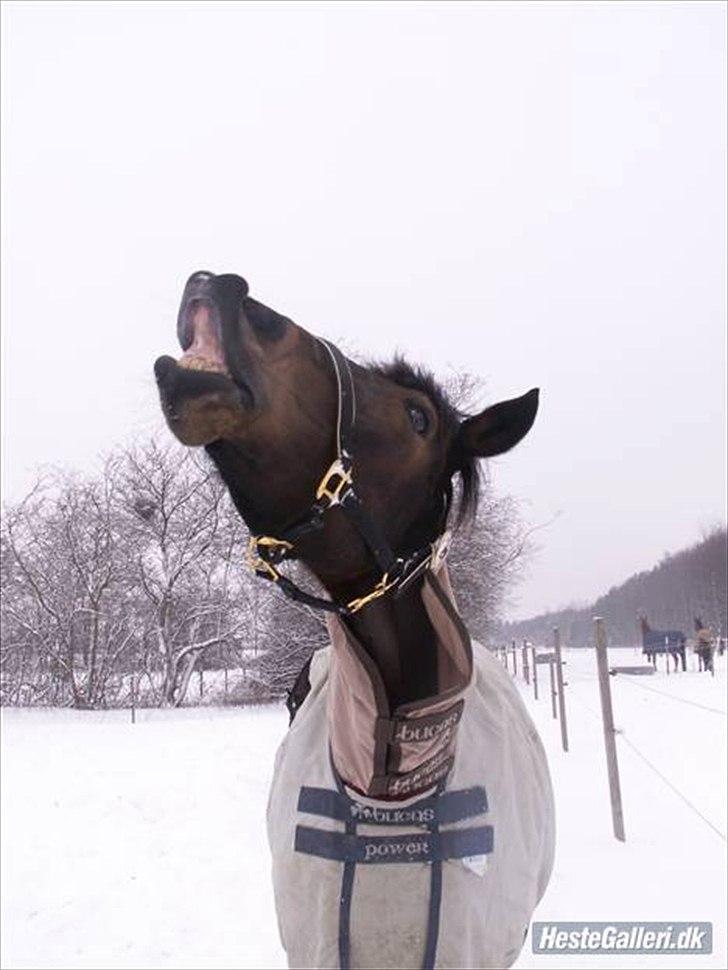 Anden særlig race Liva the Diva *R.I.P.* - Liva på fold, som har det meget sjovt :D billede 8