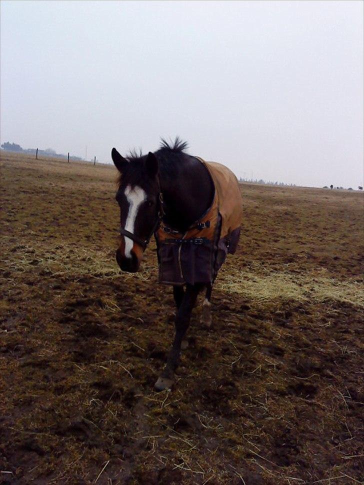 Anden særlig race Houmgaards Shakira<3. - På marke, er klar til at kommer ind. billede 8
