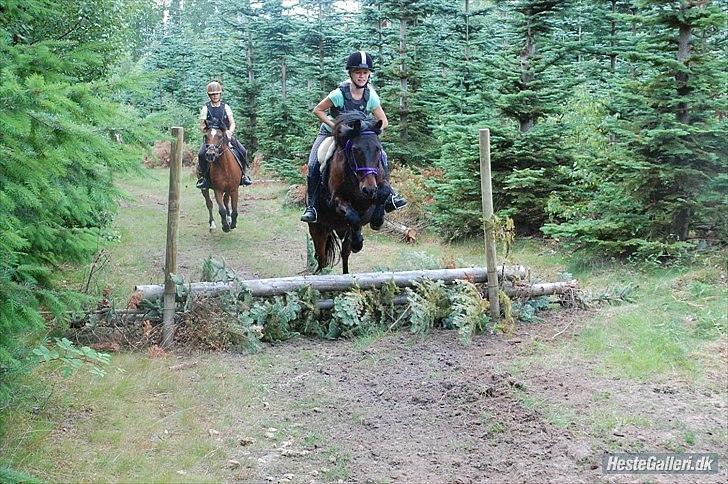 Anden særlig race Viktor (solgt) ;( billede 14