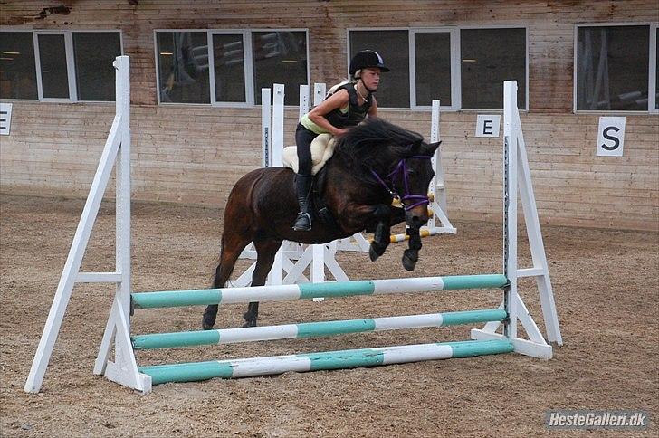 Anden særlig race Viktor (solgt) ;( - Spring træning:) billede 15