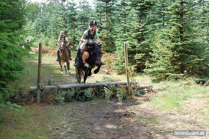 Anden særlig race Viktor (solgt) ;( - Terrænspringning. Ridelejr 2010 billede 17