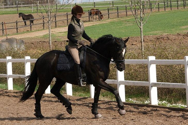 Trakehner Infinity billede 16