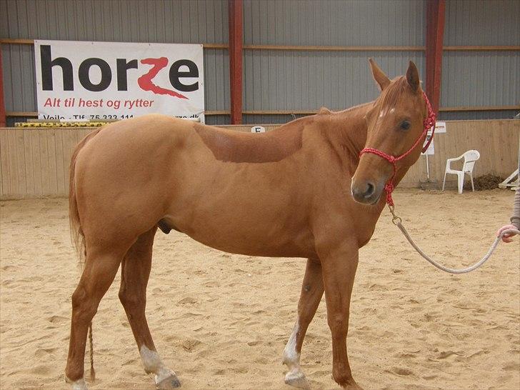 Quarter peppy maclou design  billede 2