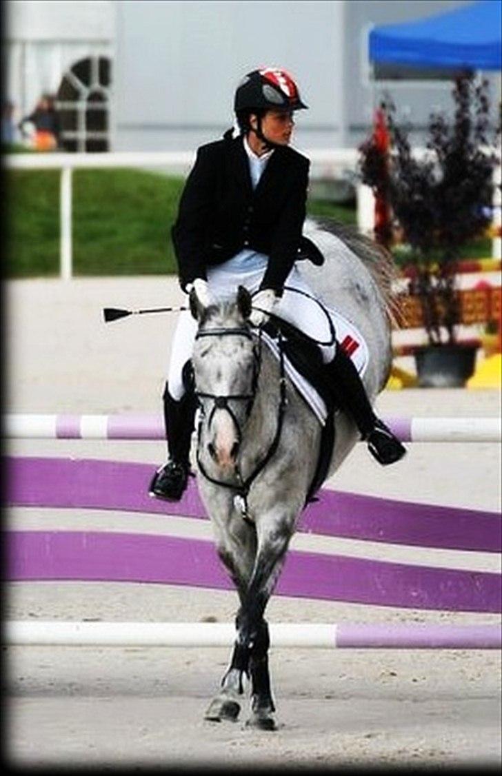 Anden særlig race Braveheart billede 11