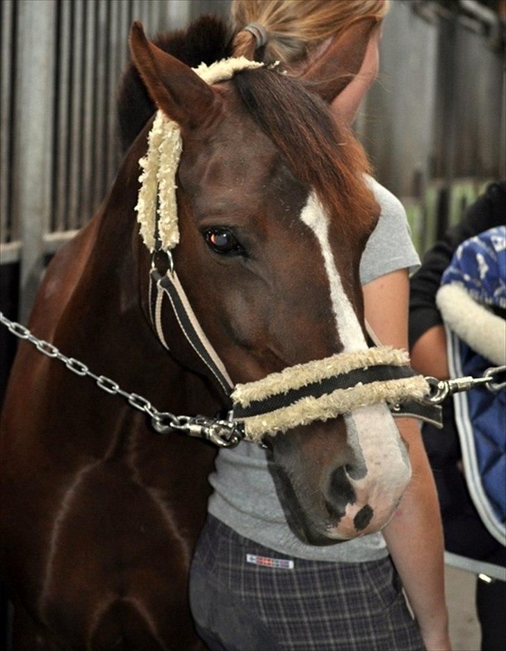 DSP Red Lady billede 16