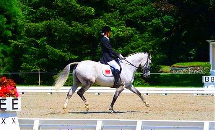 Anden særlig race Braveheart billede 12