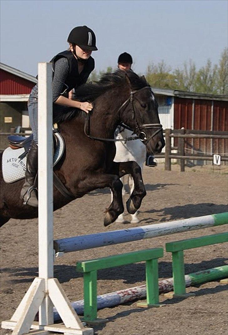 Anden særlig race Bandit<3 - Mig og Bandit til springtrænning. Vi deler begge den samme springglæde! <3 :) Taget af Maria Mortensen 27/4 2011. Verdens Bedste fotograf! :D billede 12