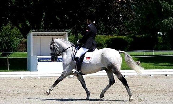 Anden særlig race Braveheart billede 13