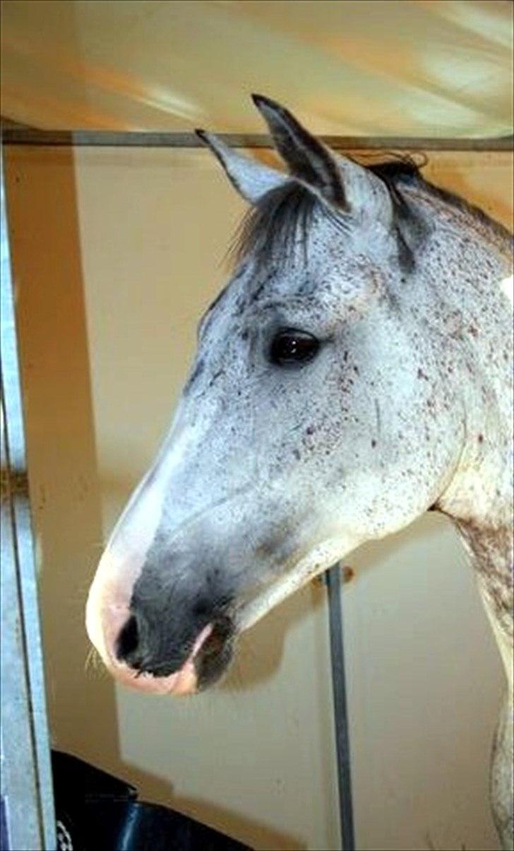 Anden særlig race Braveheart billede 14