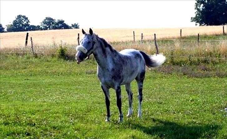 Anden særlig race Braveheart billede 16
