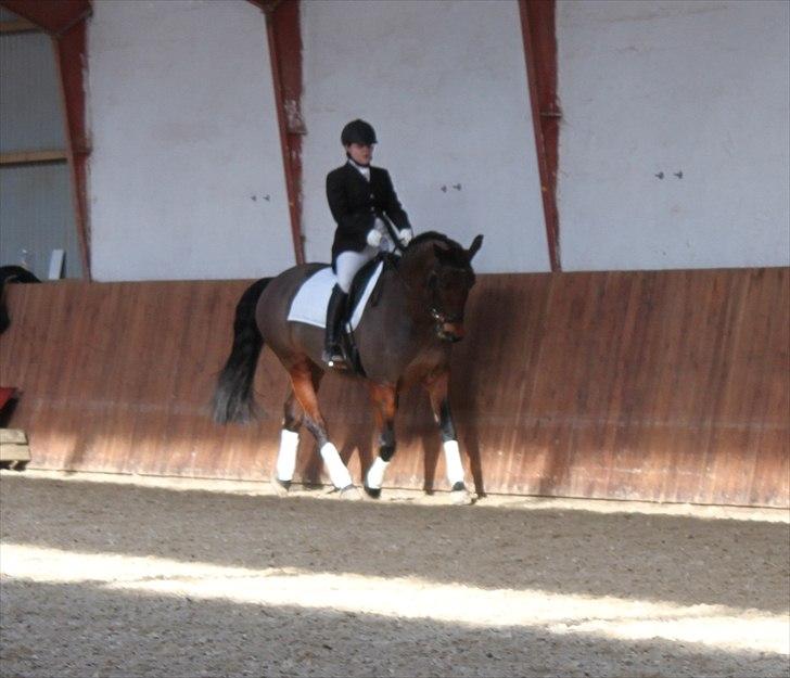 Dansk Varmblod Viekjærsvangs Mae West billede 1