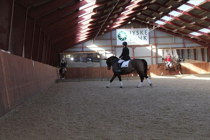 Dansk Varmblod Viekjærsvangs Mae West billede 2
