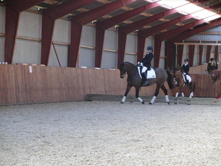 Dansk Varmblod Viekjærsvangs Mae West billede 3