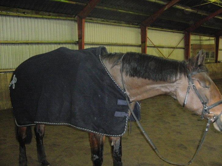 Dansk Varmblod Viekjærsvangs Mae West billede 4