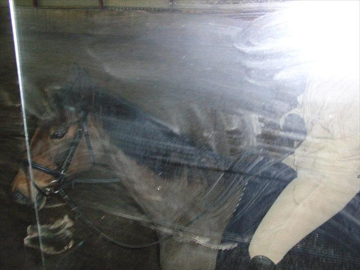 Dansk Varmblod Viekjærsvangs Mae West billede 5