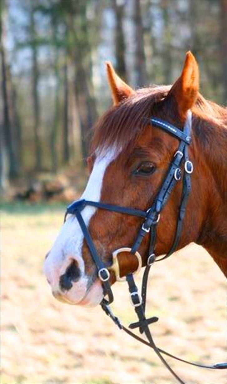 DSP Bonheur A Tout billede 1