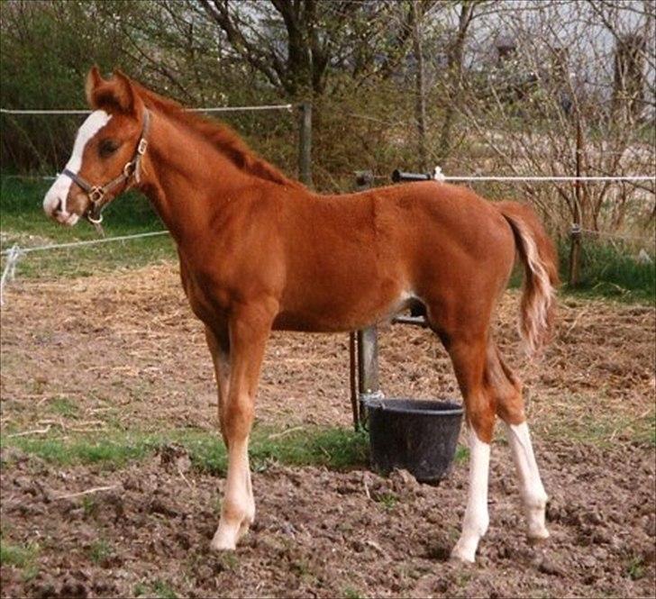 DSP Bonheur A Tout billede 5