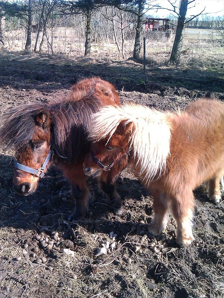 Shetlænder Nikki - Nikki og Playboy - 15.03.11 billede 16