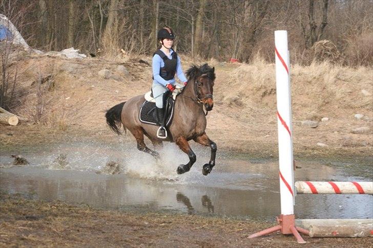 Connemara Camellia B-pony - I terrænet d. 12/3-11 billede 1