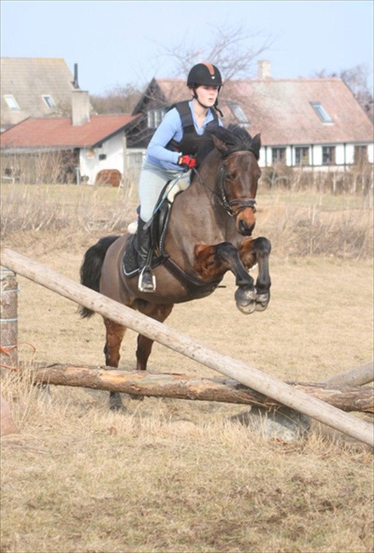 Connemara Camellia B-pony billede 2