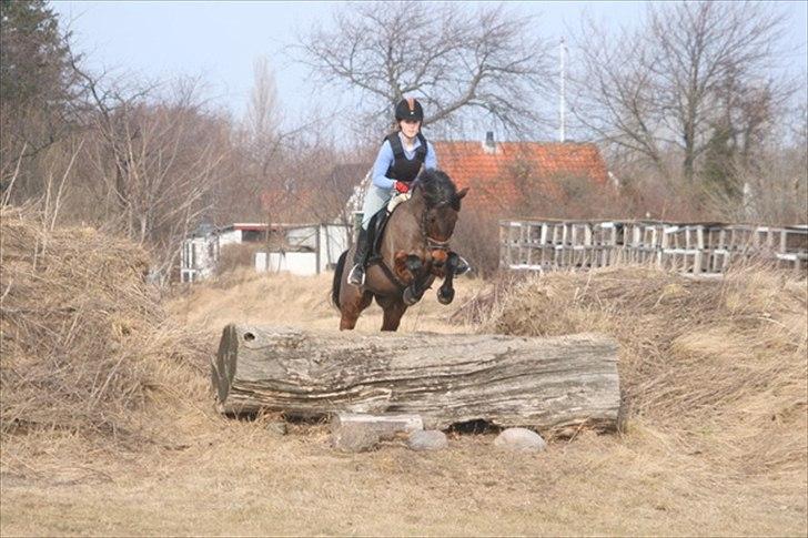 Connemara Camellia B-pony - Nedpring billede 3