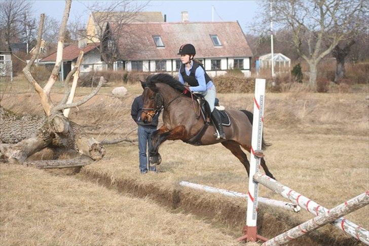 Connemara Camellia B-pony - Miderste del af tre-kombination. billede 4