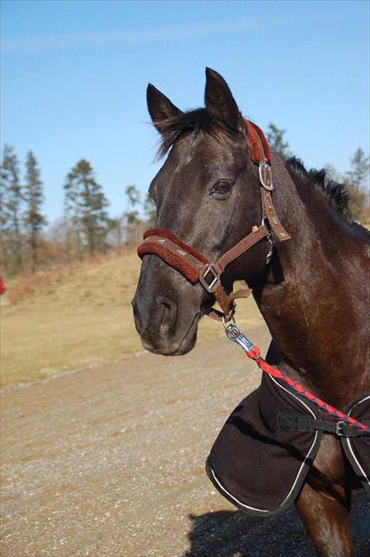 Anden særlig race Black  billede 20